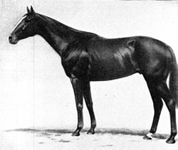 A Multi Race Winning Racehorse That Had Many Consecutive Wins - Gloaming