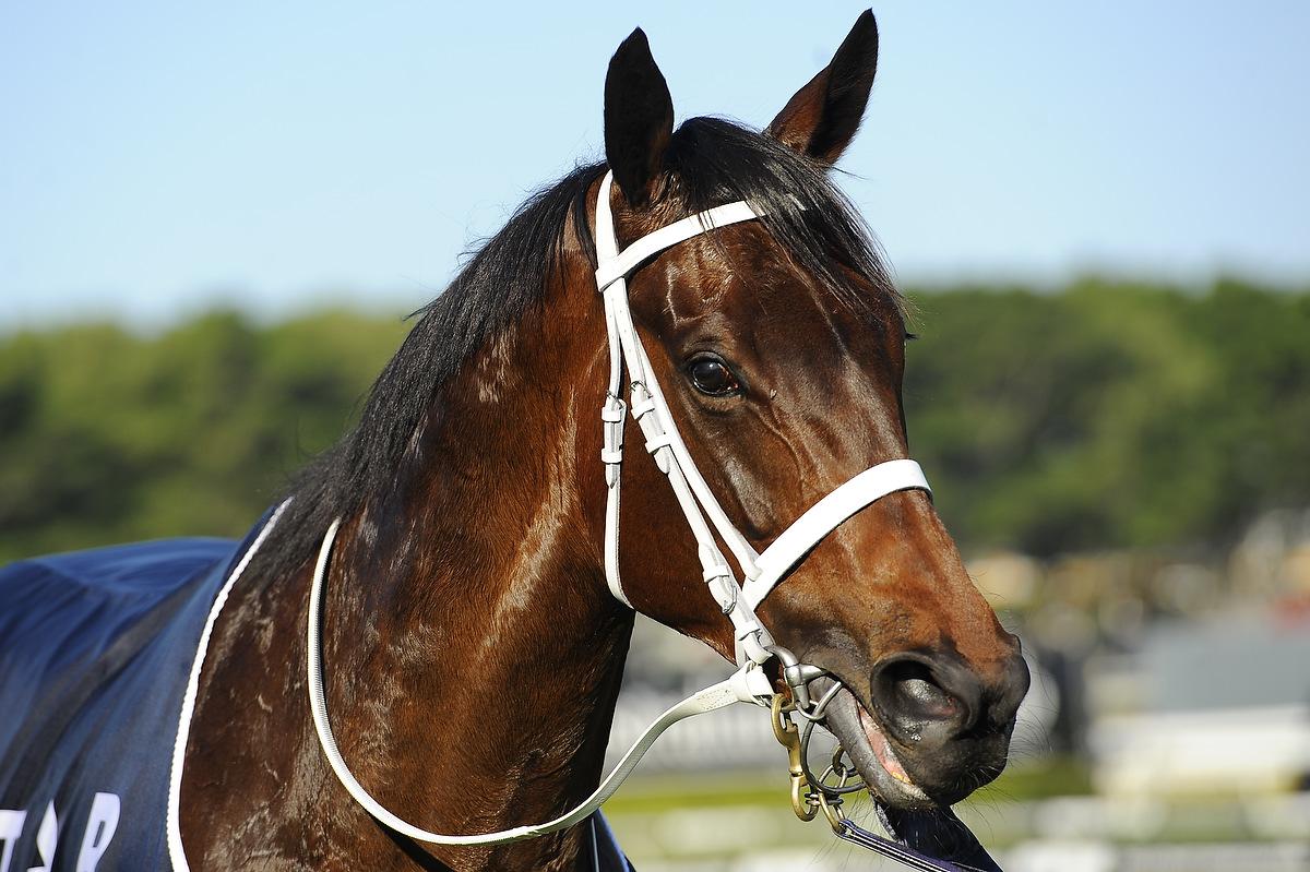 Winx Horse - online horse racing betting sites