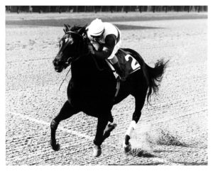 Famous Racehorses: Remembering Ruffian | TCDHorseRacing.com